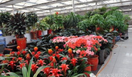 唐山花店吃瓜爆料社区,吃瓜爆料社区背后的故事